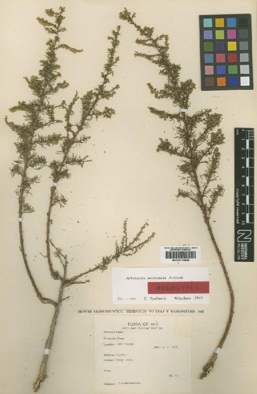 Artemisia swatensis Podlech - BM000798838