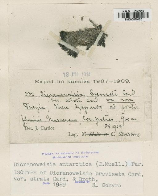 Dicranoweisia antarctica (Müll.Hal.) Paris - BM000879420