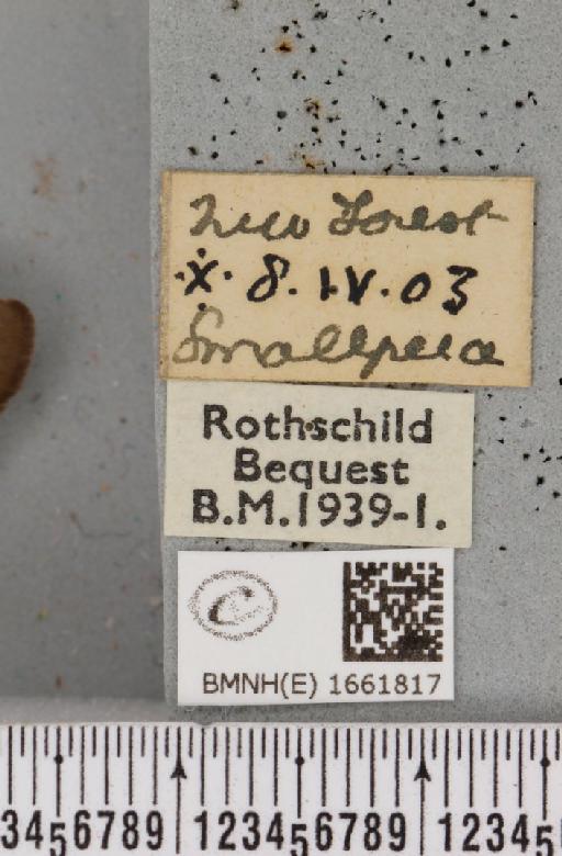 Atolmis rubricollis (Linnaeus, 1758) - BMNHE_1661817_label_258522