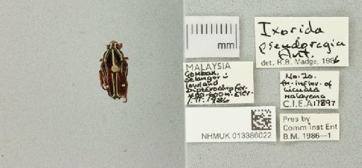 Ixorida (Mecinonota) pseudoregia malayensis Antoine, 1986 - 013386022_772230_981333