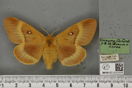 Lasiocampa quercus quercus (Linnaeus, 1758) - BMNHE_1525228_194129