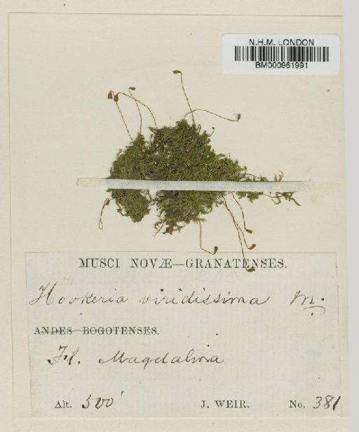 Hookeriopsis viridissima (Mitt.) A.Jaeger - BM000961991