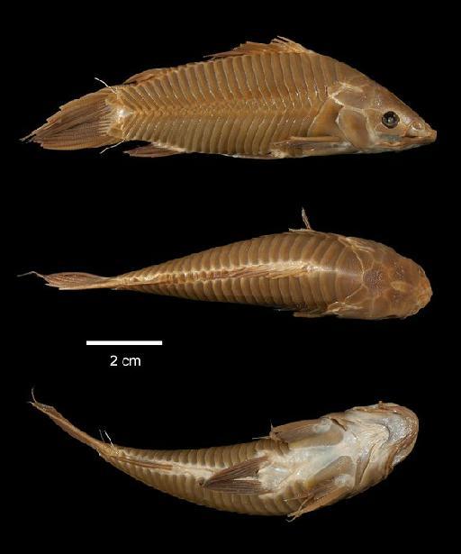 Callichthys littoralis Hancock, 1828 - 1996.7.11.1; Callichthys littoralis; type; ACSI Project image