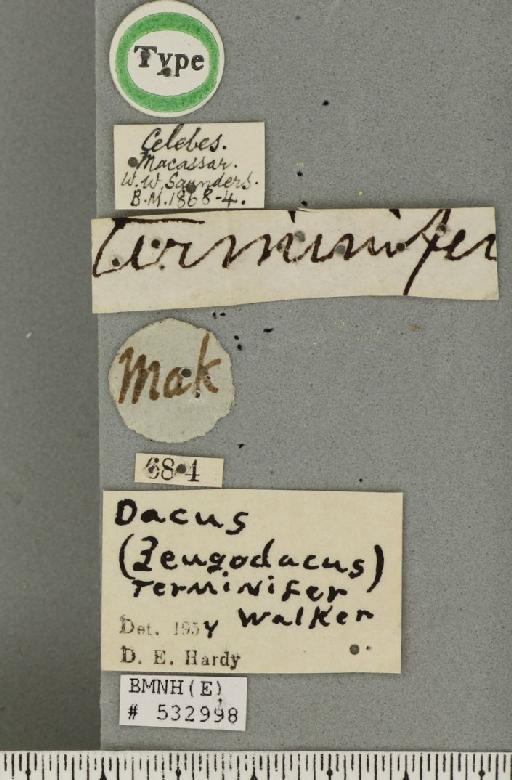 Bactrocera (Parazeugodacus) terminifera (Walker, 1860) - BMNHE_532998_label_36437