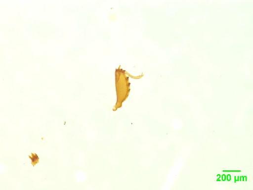 Histeridae Gyllenhal, 1808 - 010189510___1