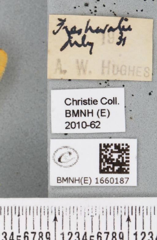 Setina irrorella (Linnaeus, 1758) - BMNHE_1660187_label_290558