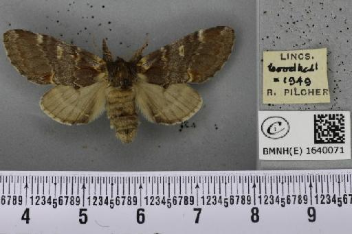 Notodonta dromedarius (Linnaeus, 1758) - BMNHE_1640071_207905