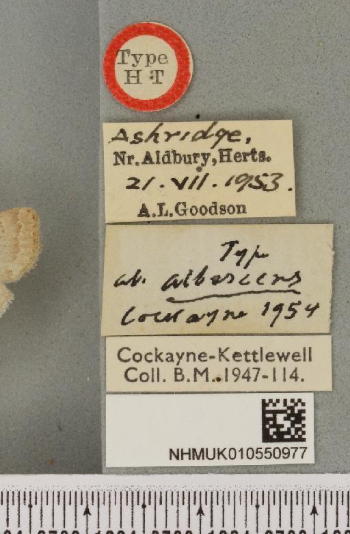 Hoplodrina blanda ab. albescens Cockayne, 1954 - NHMUK_010550977_label_597945