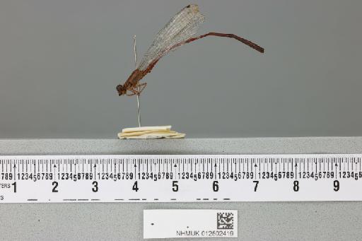 Ceriagrion platystigma Fraser, 1941 - 012502419_lateral