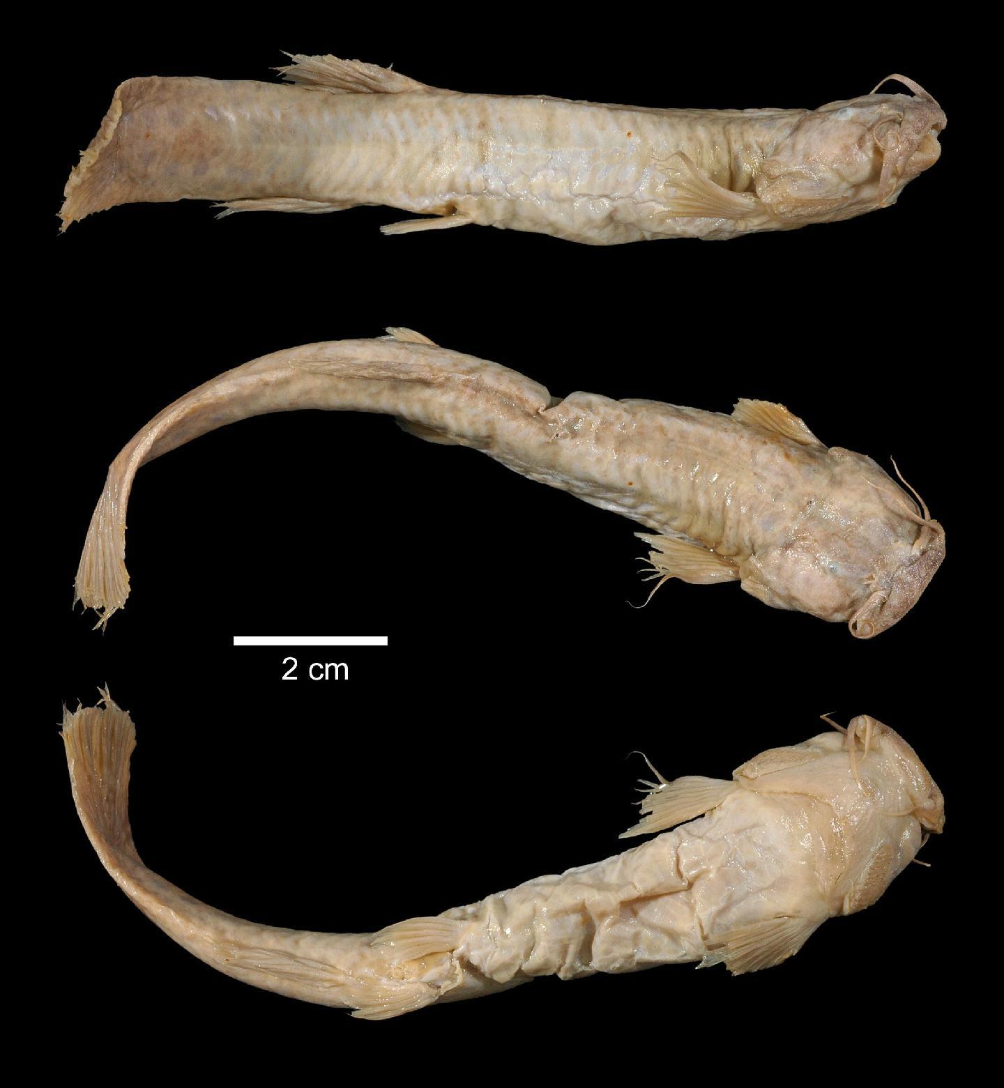 To NHMUK collection (Trichomycterus nigromaculatus Boulenger, 1887; SYNTYPE(S); NHMUK:ecatalogue:3109523)