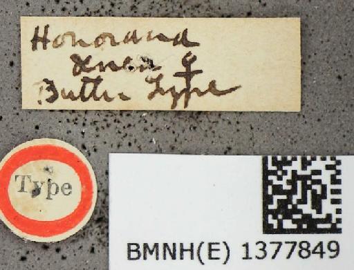 Honorana aenea Butler, 1882 - Honorana aenea Butler syntype female labels