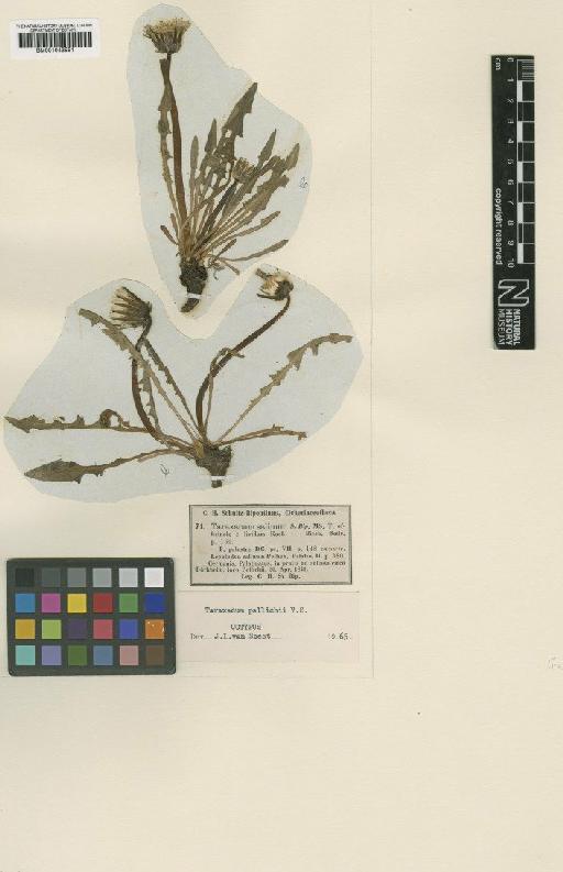 Taraxacum pallichii Soest - BM001043551