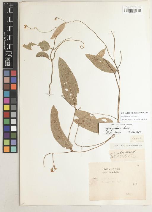 Nogra grahamii (Wall. ex Benth.) Merr. - BM001118492