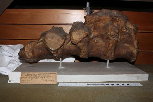 Megalosaurus bucklandii - 010036115_L010093731