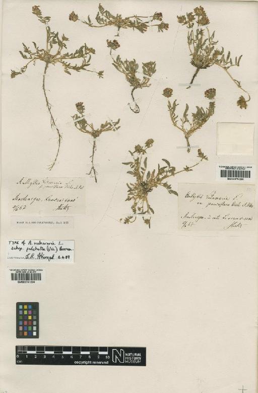 Anthyllis vulneraria subsp. pulchella (Vis) Bornm - BM000751284