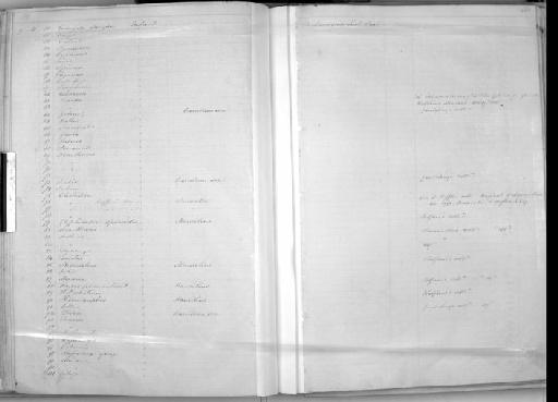 Tetragonopterus caudomaculatus Günther, 1864 - Zoology Accessions Register: Mammals: 1850 - 1853: page 380