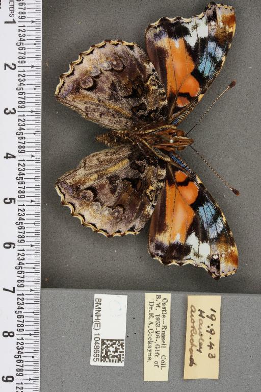 Vanessa atalanta ab. klemensiewiczi Schille, 1896 - BMNHE_1048665_43882