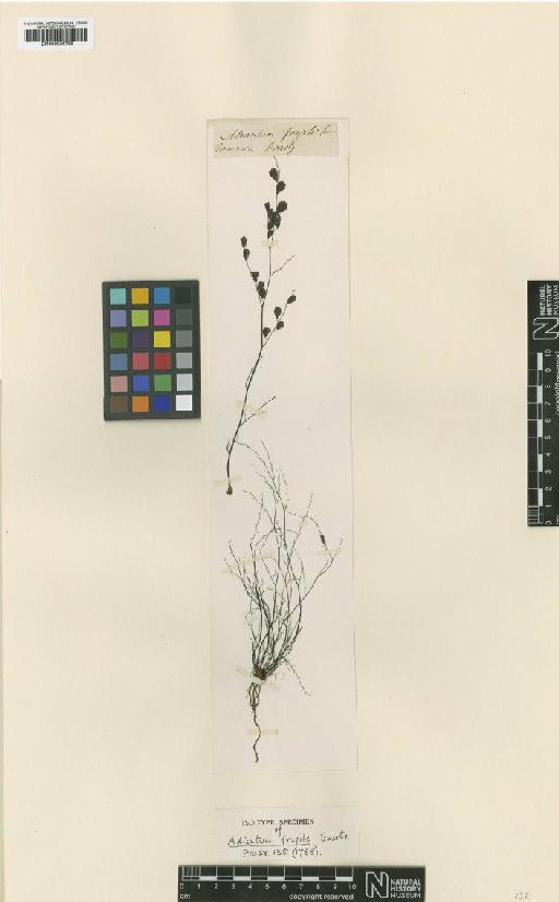Adiantum fragile Sw. - BM000936735