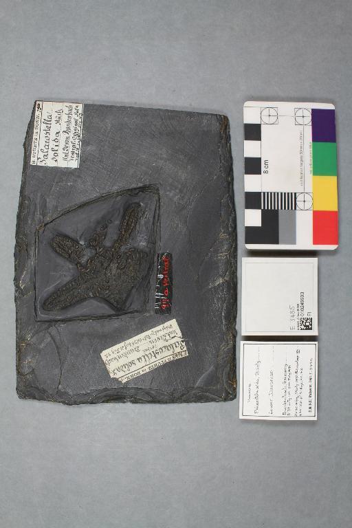 Palaeostella solida Stuertz - 010249693_L010225038