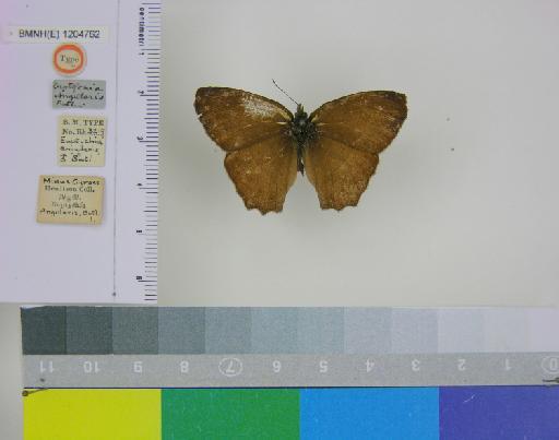 Euptychia angularis Butler, 1867 - BMNH(E)_ 1204762_Yphthimoides_(Euptychia)_angularis_Butler_T_male (1)
