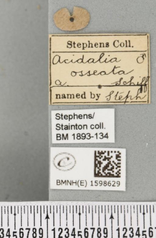 Idaea fuscovenosa (Goeze, 1781) - BMNHE_1598629_label_297681