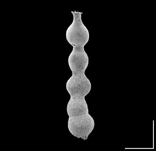 Nodosaria abyssorum Brady, 1881 - ZF1926_Stilostomella abyssorum2_lateral.jpg