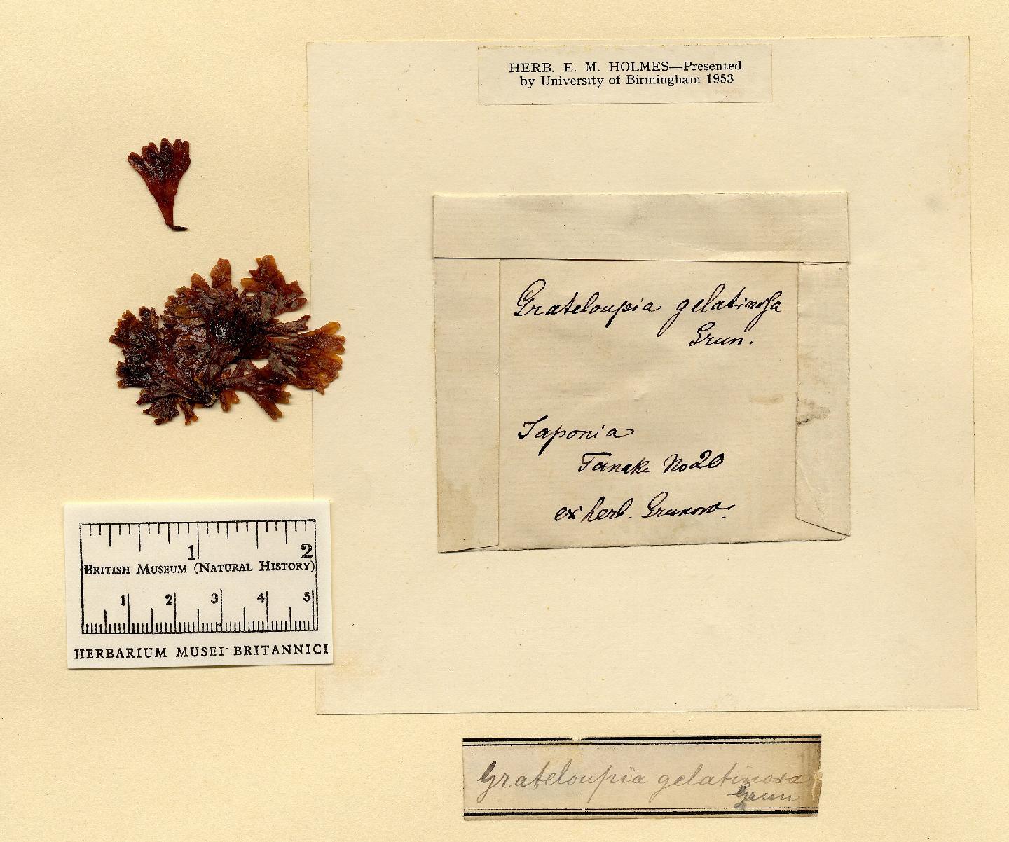 To NHMUK collection (Grateloupia gelatinosa Grunow ex Holmes; type; NHMUK:ecatalogue:4857578)