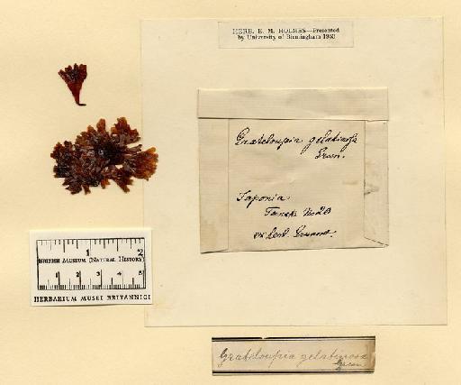 Grateloupia gelatinosa Grunow ex Holmes - Gra_gel-635660.jpg