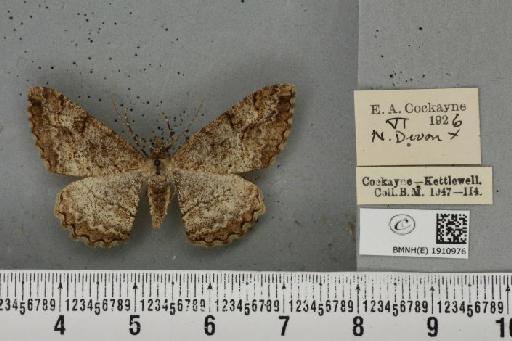 Alcis repandata repandata (Linnaeus, 1758) - BMNHE_1910976_478147