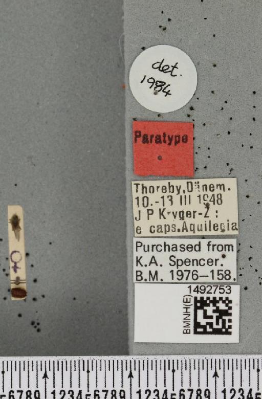 Phytomyza krygeri Hering, 1949 - BMNHE_1492753_a_label_54489