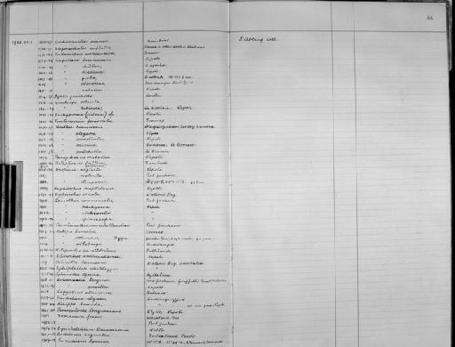 Metopa rotundus parvorder Amphilochidira - Zoology Accessions Register: Crustacea - Budde Lund Collection 1921 & Stebbing Collection 1928: page 46