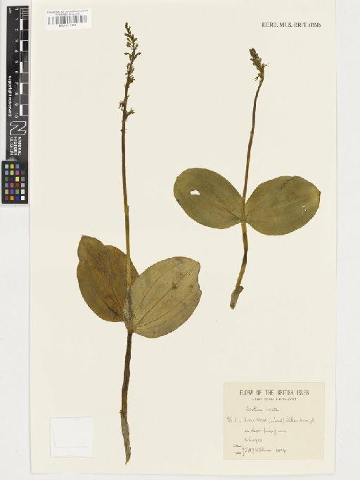 Neottia ovata (L.) Rich. - BM001117329