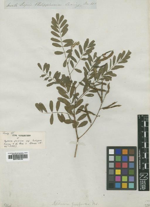Tephrosia purpurea subsp. barbigera Bosman & A.J.P.de Haas - BM000997295