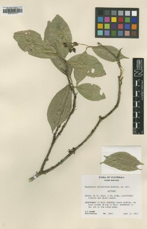 Daphnopsis strigillosa Lundell - BM000993472