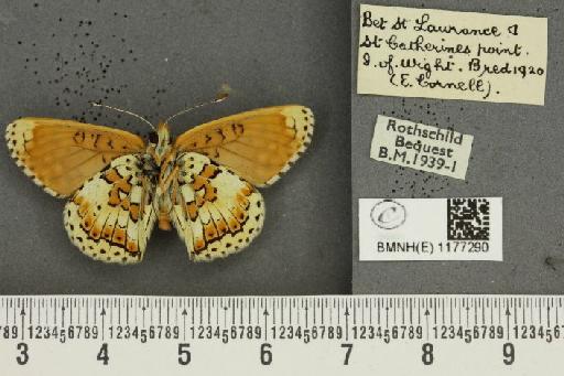 Melitaea cinxia ab. expuncta Cabeau, 1926 - BMNHE_1177290_49324