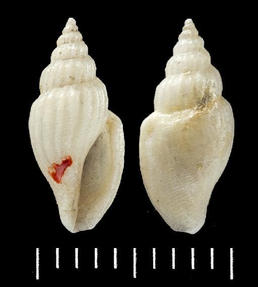 Pleurotoma (Mangilia) inepta E. A. Smith, 1882 - 1996044