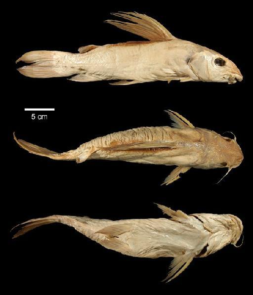 Chrysichthys lagoensis Günther, 1899 - 1866.3.8.16; Chrysichthys lagoensis; type; ACSI Project image