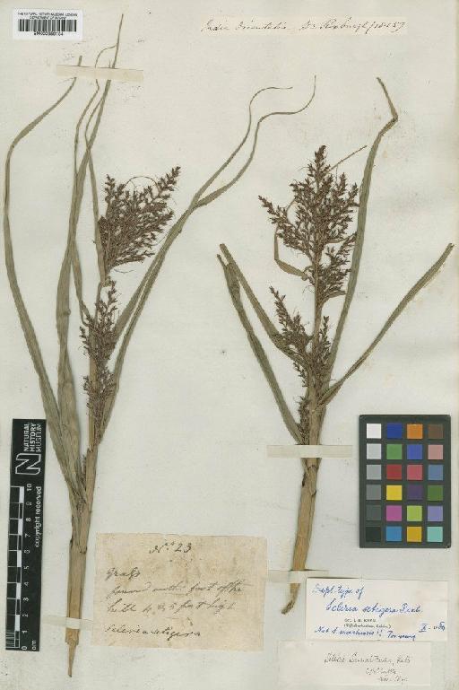 Scleria setigera Roxb. - BM000959134