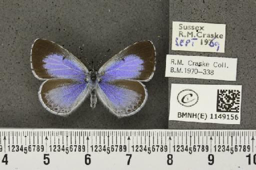 Celastrina argiolus britanna (Verity, 1919) - BMNHE_1149156_111510