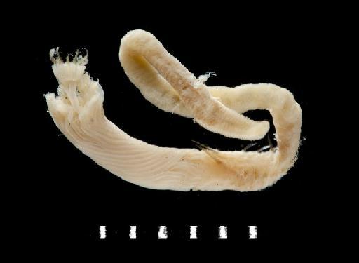 Hydroides capensis Zibrowius, 1972 - Polychaete type specimen; Serpullidae; 1961.9.819 ventral