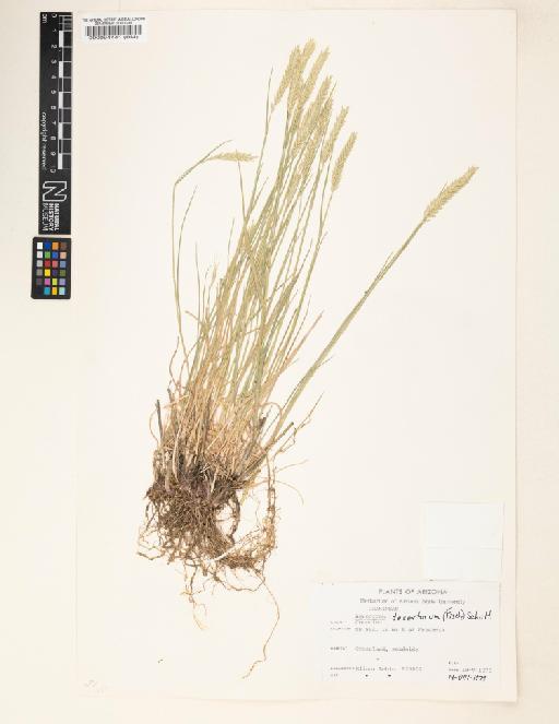 Agropyron desertorum (Fisch. ex Link) Schult. - 000094441