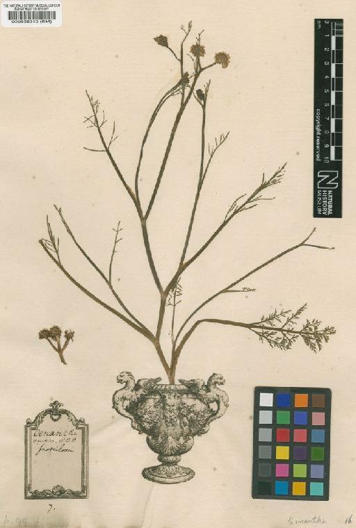 Oenanthe fistulosa L. - BM000558313