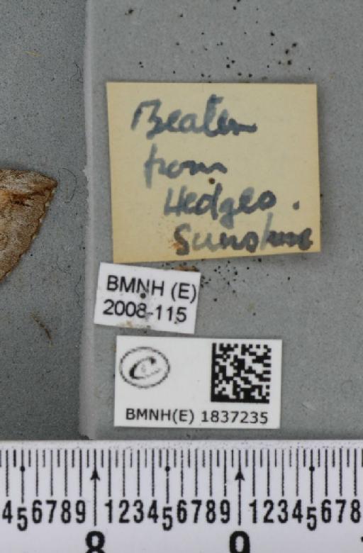 Aplocera plagiata plagiata (Linnaeus, 1758) - BMNHE_1837235_label_406645