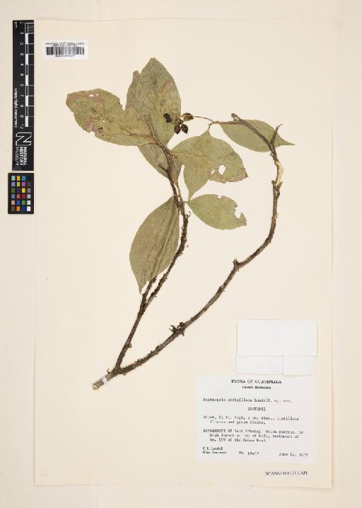 Daphnopsis strigillosa Lundell - 000993472