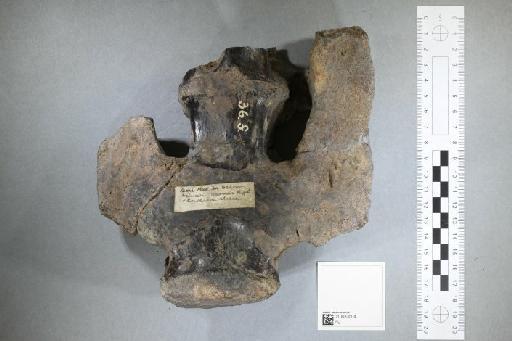 Mantellisaurus atherfieldensis (Hooley, 1925) - 010033504_L010093527