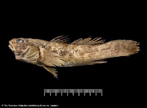 Gobius lineatus Jenyns, 1841 - BMNH 1917.7.14.53, HOLOTYPE, Gobius lineatus