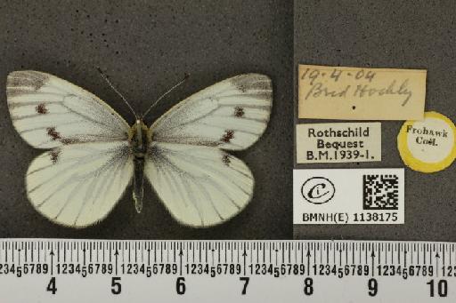 Pieris napi sabellicae Stephens, 1827 - BMNHE_1138175_90501