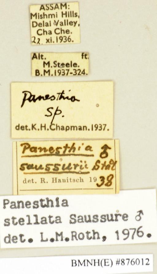 Panesthia stellata Saussure, 1895 - Panesthia stellata Saussure, 1895, male, non type, labels. Photographer: Edward Baker. BMNH(E)#876012