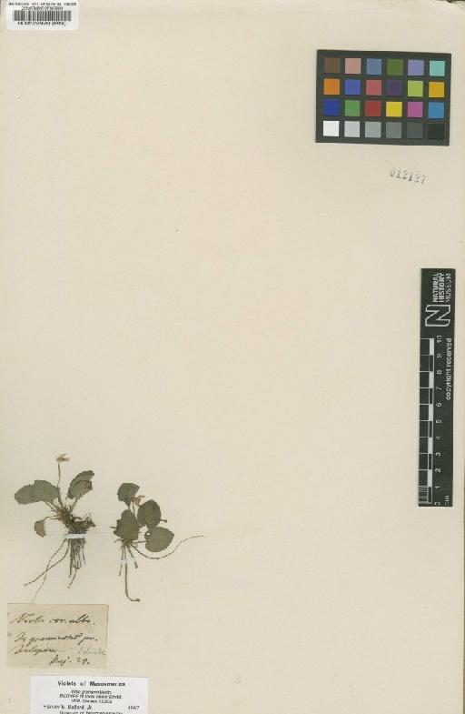 Viola grahamii Benth. - BM000529920