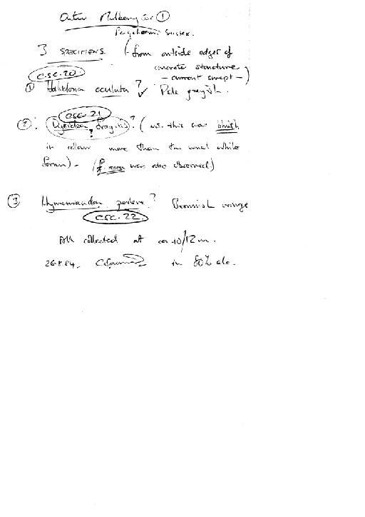 Haliclona (Haliclona gellius) fibulata - notes on CSC 16 to 22 (2).jpg